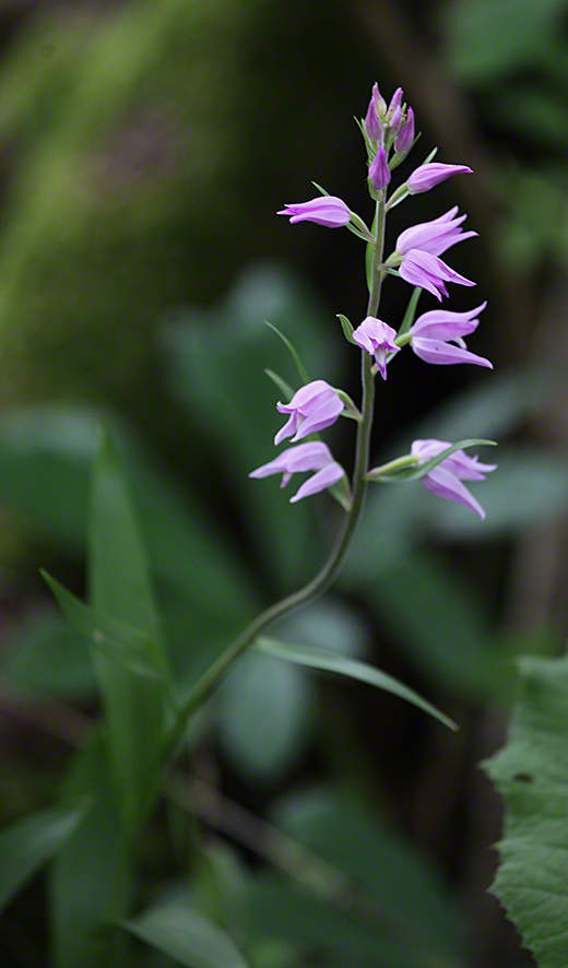 Rotes Waldvöglein - Cephalanthera rubra